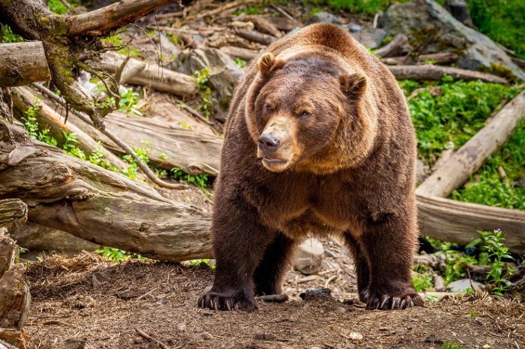 002 Sitka, Fortress of the Bear, bruine beer.jpg